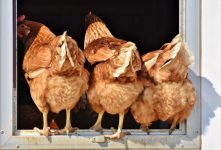 قیمت مرغ در دنیا چقدر است؟!