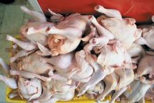 آزادسازی صادرات تخم مرغ نطفه‌دار بر بازار نوروزی چه تاثیری دارد؟