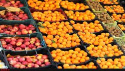 صادرات، موجب افزایش قیمت میوه شب عید نمی‌شود