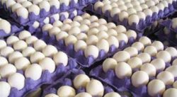 بازار تخم مرغ تعریفی ندارد؛ تولید تخم مرغ به یک میلیون و ۱۰۰ هزار تن می‌ رسد