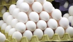 ثبات قیمت تخم مرغ طی یک ماه اخیر در بازار