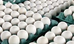 افزایش قیمت خرید حمایتی تخم مرغ از مرغداران