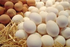 صادرات تخم مرغ های فاسد به عراق!