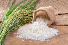 برنج ایرانی زیر قیمت ۲۰ هزار تومان نباید باشد/ تلاش رانت خواران برای خرید ارزان از کشاورزان