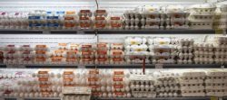 قیمت دولتی تخم‌مرغ بسته‌بندی اعلام شد