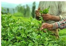 افشای مسائل جدید از پرونده تخلف واردات چای