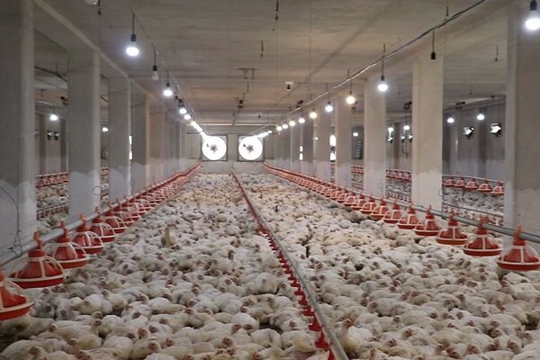 زیان ۱۲۰۰ میلیاردی صنعت مرغ گوشتی در یک ماه / ارسال نامه به رهبری
