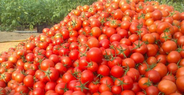 گوجه