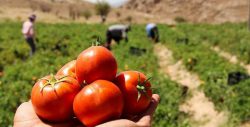 علت افزایش قیمت گوجه فرنگی اعلام شد