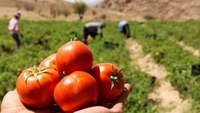 گوجه فرنگی