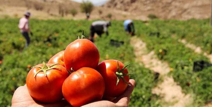 گوجه فرنگی