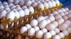درخواست مرغداران برای افزایش فوری قیمت تخم مرغ
