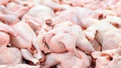 قیمت مرغ