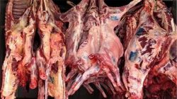 افزایش قیمت گوشت مهندسی‌شده بود / واردات ۲۵۰ هزار تن گوشت؛ تیشه به ریشه دام داخلی