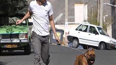 سگ گردانی