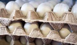 کاهش مصرف تخم مرغ ، قیمت را کاهش داد