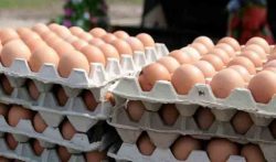 قیمت مصوب تخم مرغ در فروشگاه های زنجیره ای